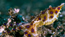 Grandes Documentales El Circulo Magico Del Arrecife