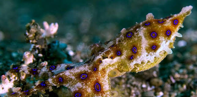 16:25: Grandes Documentales El Circulo Magico Del Arrecife | LA 2 | 11/11 2025