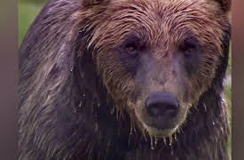 Monster Favorites: Grizzly Uprising