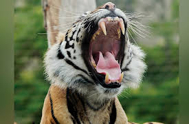 Zoology: Understanding the Animal World: What Makes a Mammal: Hair, Milk, and Teeth