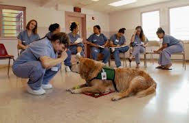 Pets in Paradise: Bow-Wow Vows