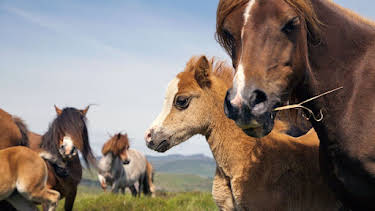 04:45: Abenteuer Wildnis | BR Fernsehen | 4/10 2026