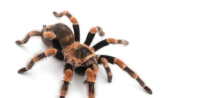 My Extreme Animal Phobia