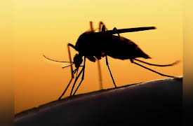 What Darwin Didn't Know: The Modern Science of Evolution: Evolutionary Medicine