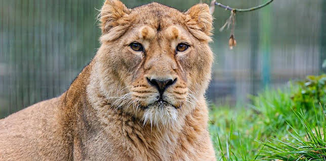 10:15 AM: One Zoo Three (S5) | CBBC | 11/12 2025