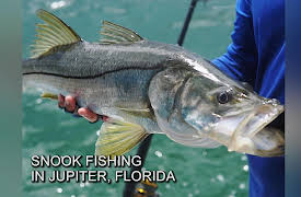 Fishing With The Best Guides: Snook Fishing in Jupiter, Florida