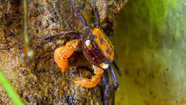 12:35 PM: Go Wild (S2) | Cbeebies | 3/29 2026