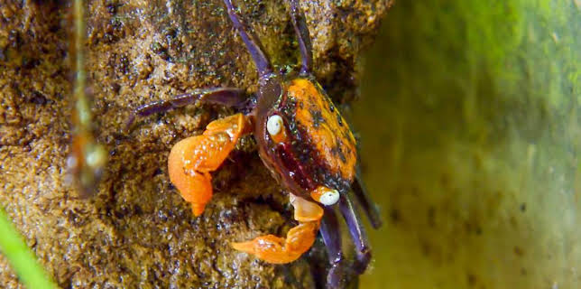 12:40 PM: Go Wild (S2) | Cbeebies | 3/10 2026