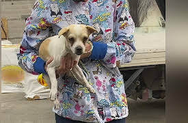 Ruff Life With Lee Asher: Kai the Aggressive Chihuahua