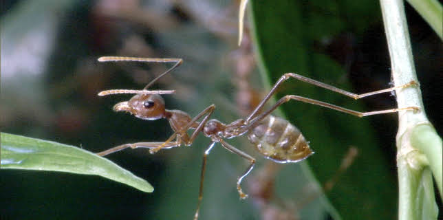 15:05: Ameisen - Die heimliche Weltmacht | 3SAT | 12/12 2025
