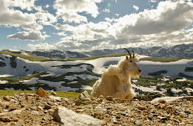 Born in the Rockies: Born in the Rockies: First Steps