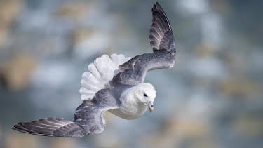 8:00 PM: Springwatch | BBC Two | 6/10 2026