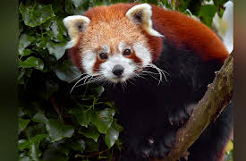 Baby Animals: Endangered Species