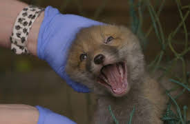 Saving Britain's Wildlife, Season 1: Against the Odds