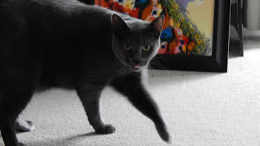 16:00: My Cat From Hell (S5 E7) (S5) | Animal Planet | 4/7 2026