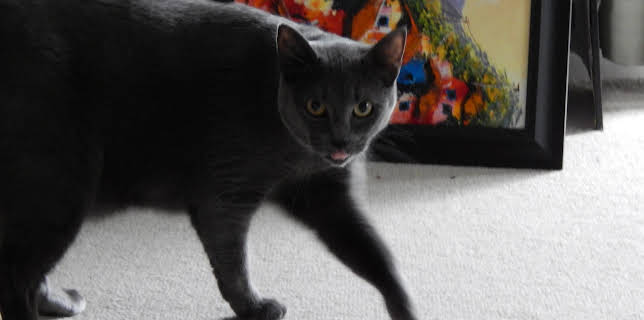 16:00: My Cat From Hell (S5 E7) (S5) | Animal Planet | 11/9 2025