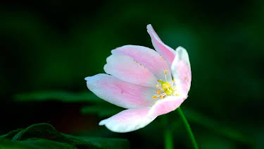 15:30: Schnittgut. Alles aus dem Garten | BR Fernsehen | 4/8 2026