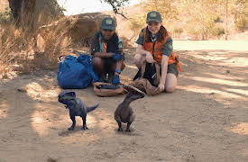 T-Rex Ranch: The Great Gadget Off