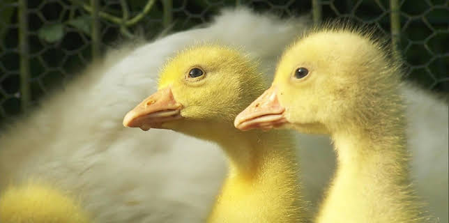 11:00: Seehund, Puma & Co | BR Fernsehen | 1/22 2026