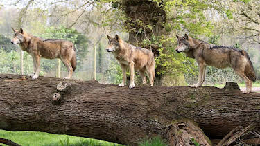 9:30 AM: Animal Park | BBC One | 7/23 2026