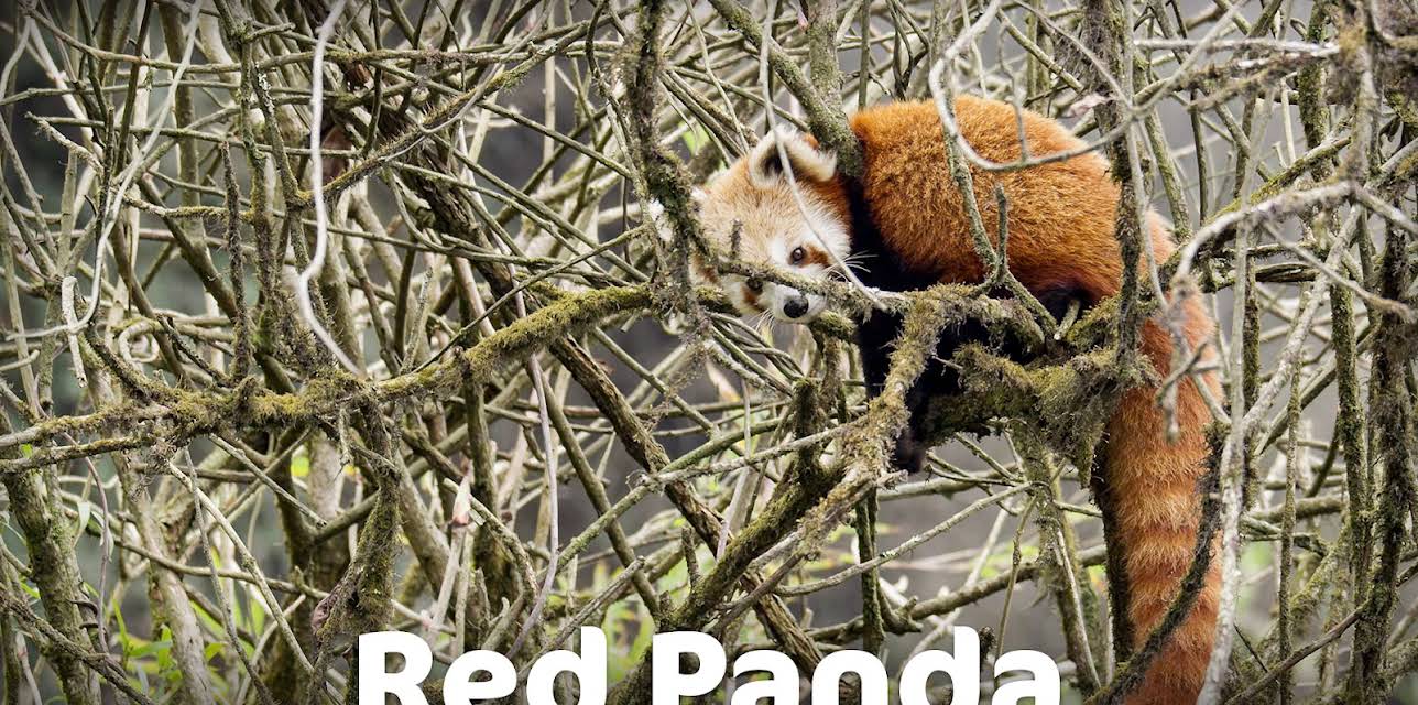 Red Panda (2017)