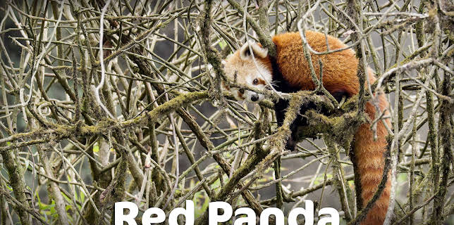 Red Panda (2017)