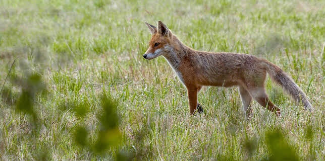 09:20: Wildes Deutschland | MDR Fernsehen | 3/22 2026
