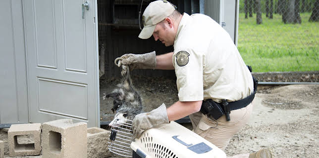 12:10: Lone Star Law  (S5 E10) (S5) | Animal Planet | 2/26 2026