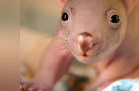 Secret Life Of The Wombat: A Joey's Journey