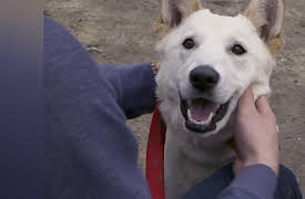 Rescue Dog To Super Dog Season 1: Heaven Scent