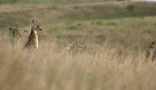 Medizin in fernen Ländern