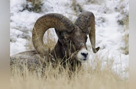 Yellowstone Journals: Winter