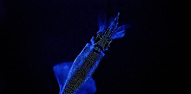 04:20: Lichter der Tiefsee | ZDFinfo | 11/10 2025