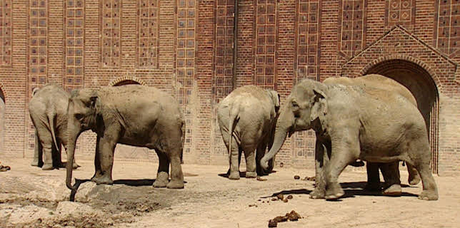 10:35: Elefant, Tiger & Co. (271) | MDR Fernsehen | 12/3 2025