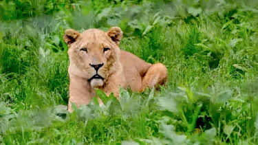 2:45 PM: Animal Park | BBC Two | 8/17 2026