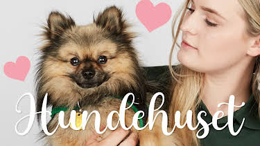 16:25: Hundehuset: Kvalpekaos | NRK 2 | 5/19 2026