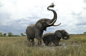 Dodo Heroes: Derrick's Elephant Challenge