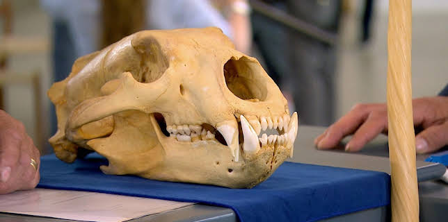 12:10: Gull på markedsplassen | NRK 2 | 12/17 2025