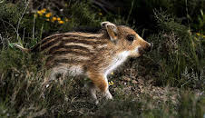 Grandes Documentales Historias Del Bosque Mediterraneo