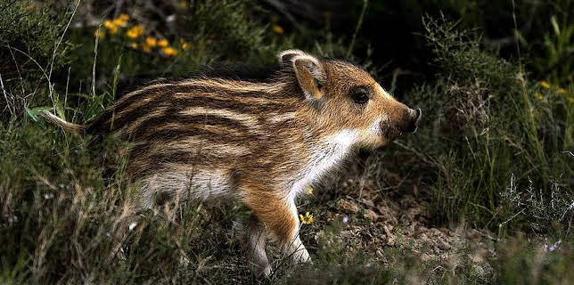 16:20: Grandes Documentales Historias Del Bosque Mediterraneo | LA 2 | 2/5 2026