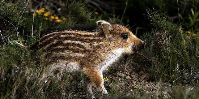 Grandes Documentales Historias Del Bosque Mediterraneo