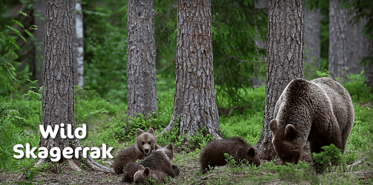 Wild  Skagerrak (2016)