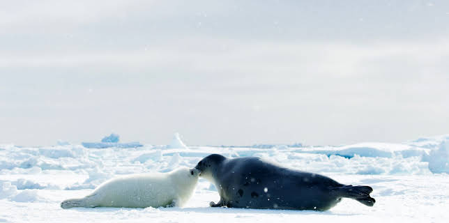 14:45: Eisige Welten II (2/6) | 3SAT | 11/27 2025