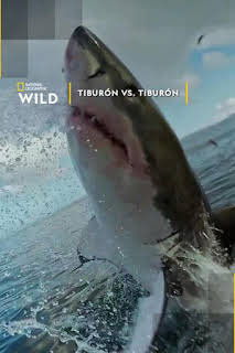 21:20: Tiburón vs. tiburón | Nat Geo Wild | 7/14 2026