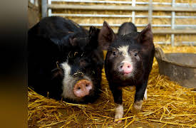 Wild Tales From the Farm Season 1: Hunkering Down