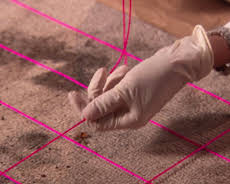 Medical Detectives - Geheimnisse der Gerichtsmedizin