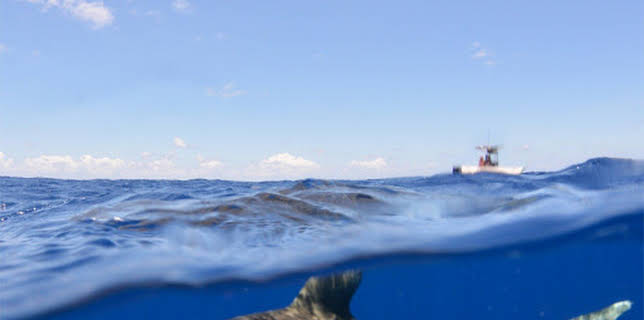 12:10: Killer of the Great White | ProSieben Maxx | 12/25 2025