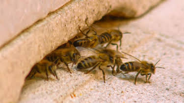 12:40 PM: Go Wild (S2) | Cbeebies | 3/27 2026