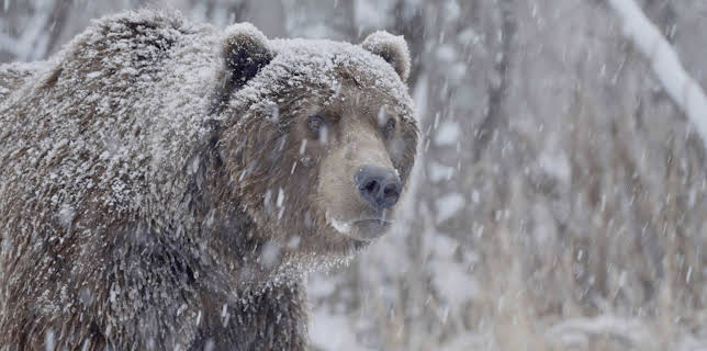 09:20: Bärland | MDR Fernsehen | 11/23 2025