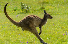 I Was Prey: Episode 11